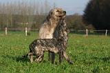 IRISH WOLFHOUND 231